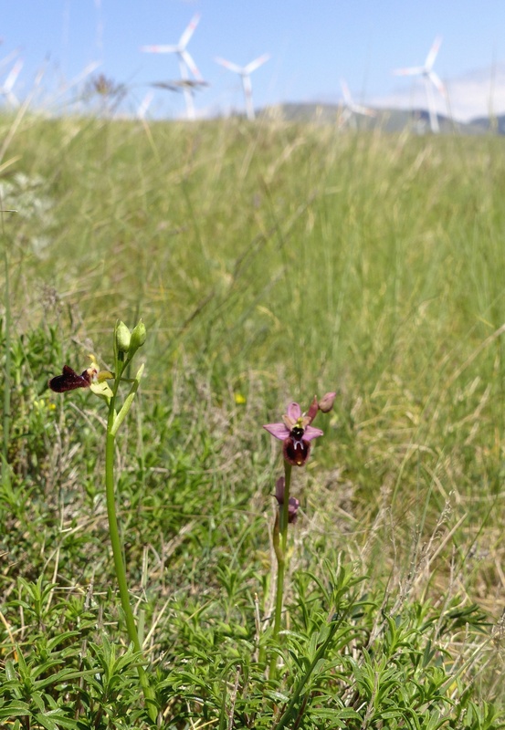 ibridi di Ophrys tenthredinifera nell’alto Abruzzo - maggio 2021.